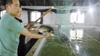水产新贵黑鲷尝试规模化养殖 有望批量 游 上市民餐桌